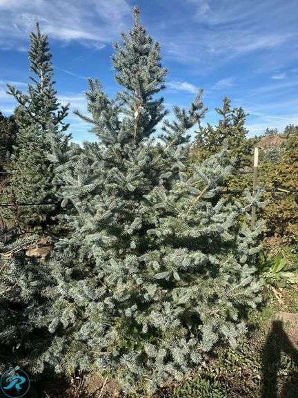 Colorado Spruce, 6' tall