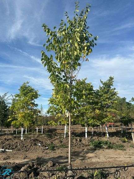 Princeton Elm , 14-15' tall