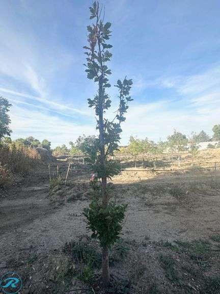 Regal Prince Oak, 8' tall - Roller Auctions