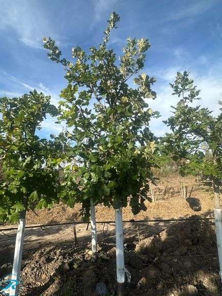 Bur Oak, 10' tall