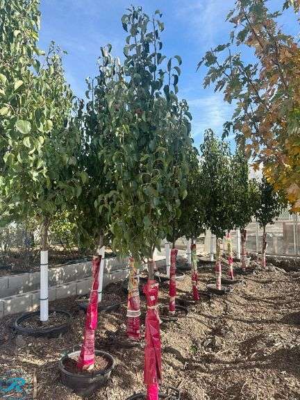 Chanticleer Pear, 9-10' tall