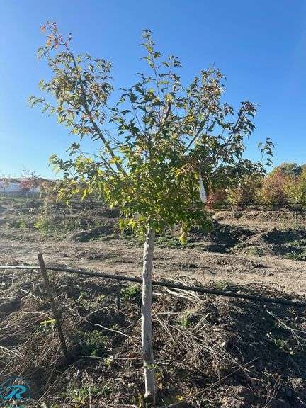 Amur Flame Maple, 7' tall - Roller Auctions