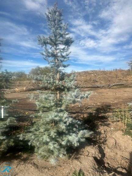 Bakeri Spruce, 8' tall - Roller Auctions