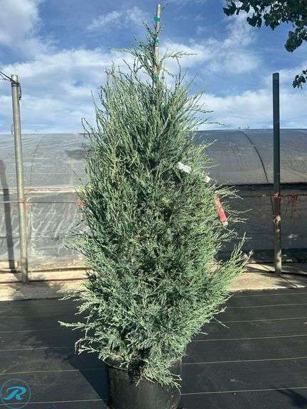 Blue Arrow Juniper, 5' tall