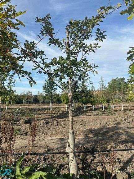 Swamp White Oak, 8' tall