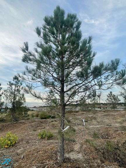Ponderosa Pine, 12-14' tall - Roller Auctions