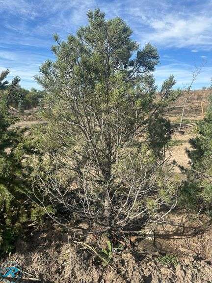 Pinyon Pine , 6' tall
