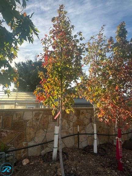 Autumn Blaze Maple, 10-11' tall - Roller Auctions