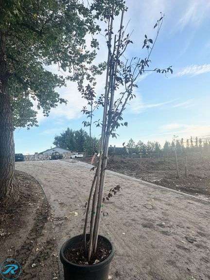 Canada Red Chokecherry, 9-10' tall - Roller Auctions