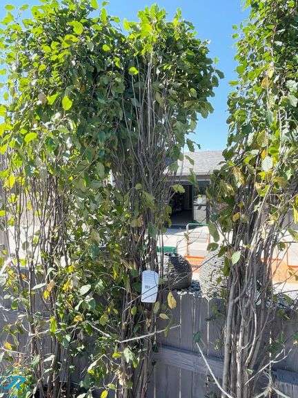 Tallhedge Buckthorn, 8' tall - Roller Auctions