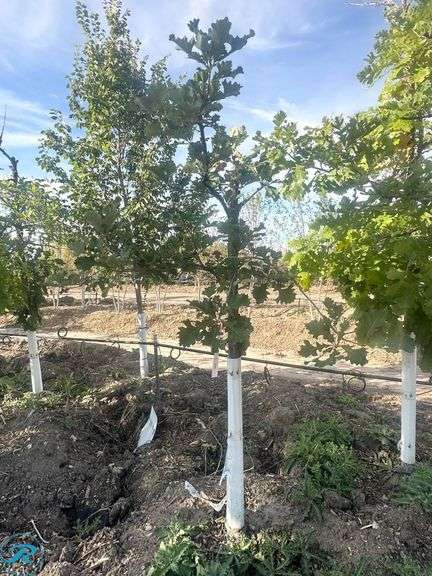 Bur Oak, 6' tall