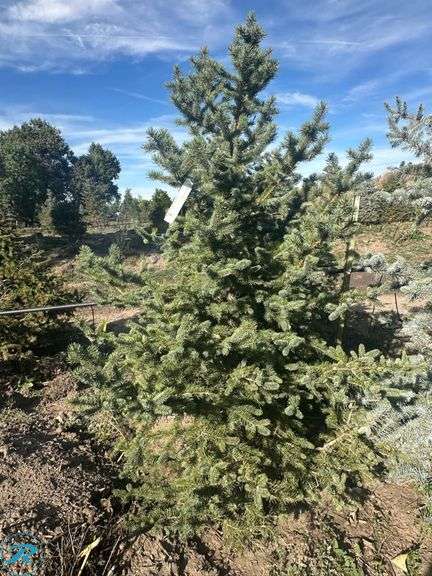 Colorado Spruce , 5-6' tall