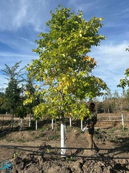 Princeton Elm , 16-18' tall, 4" Caliper