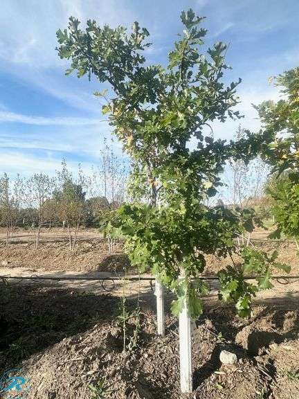 Bur Oak, 8' tall, 2.75"