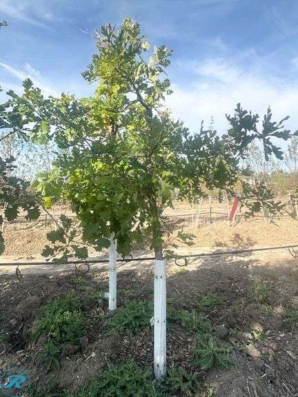 Bur Oak, 6' tall