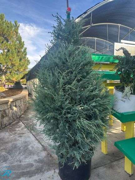 Blue Arrow Juniper, 5-6' tall