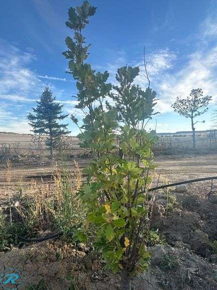 Regal Prince Oak, 6-7' tall - Roller Auctions