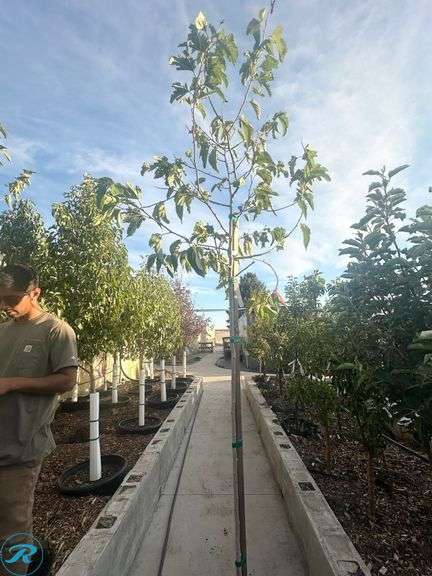 White Fruitless Mulberry, 11-12' tall - Roller Auctions