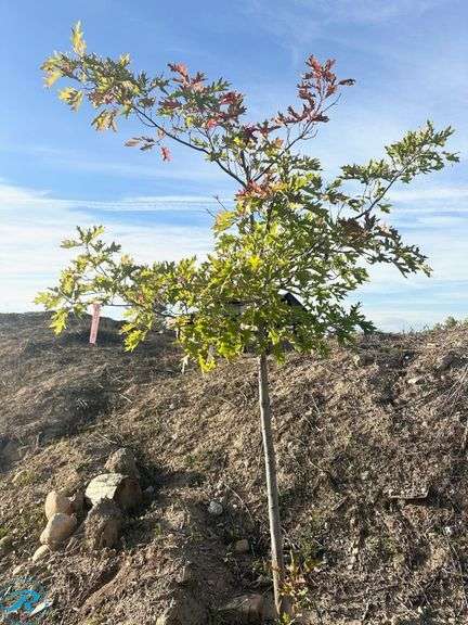Shumard Oak, 9' tall - Roller Auctions