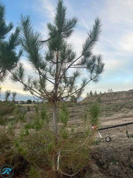 Austrian Pine, 9-10' tall - Roller Auctions