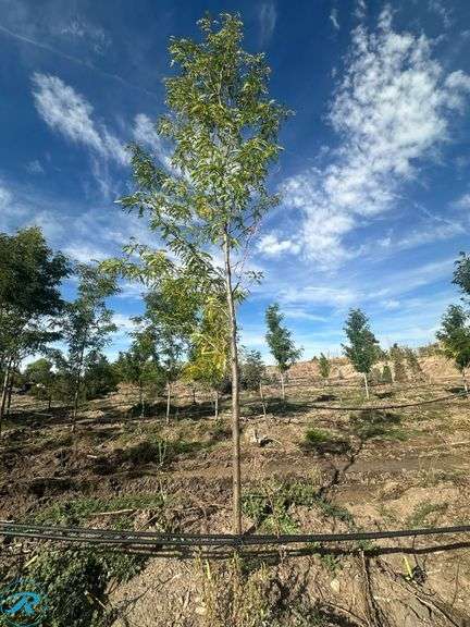 Skyline Honey Locust, 20' tall, 3" Caliper