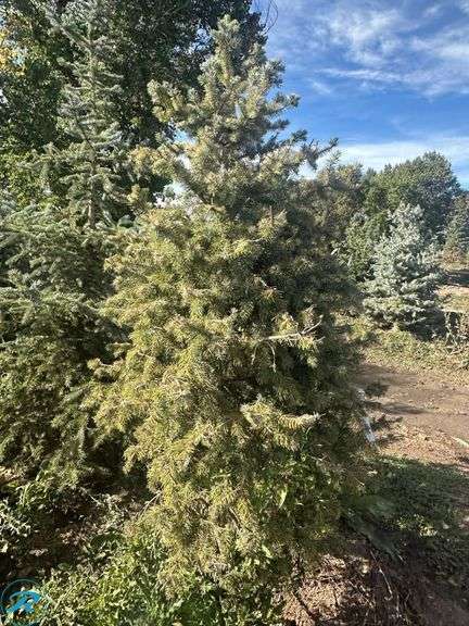 Colorado Spruce , 6' tall