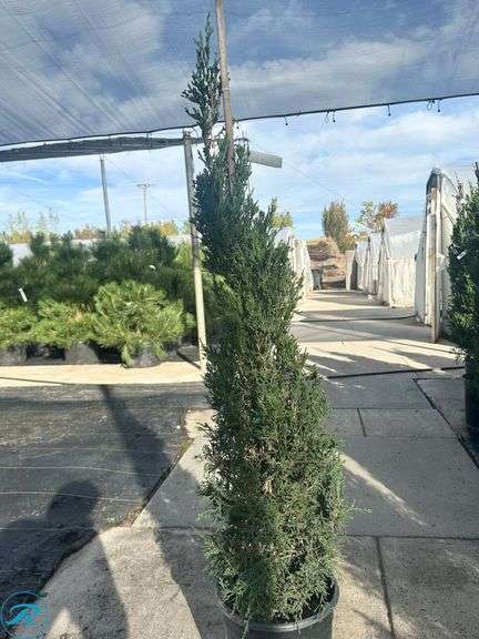 Spartan Juniper , 4' tall