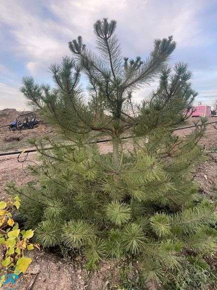 Austrian Pine, 6-7' tall - Roller Auctions
