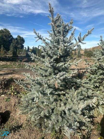 Colorado Spruce , 6' tall