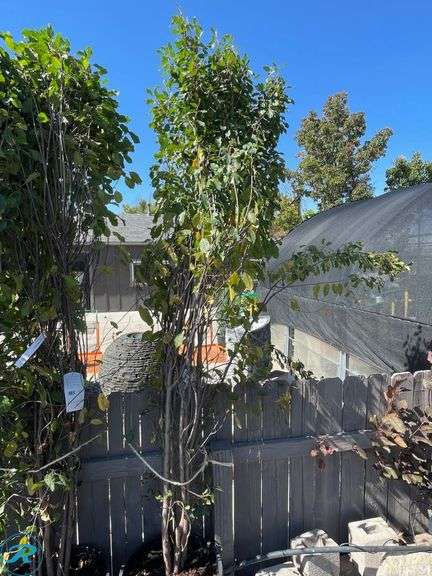 Tallhedge Buckthorn, 8' tall - Roller Auctions