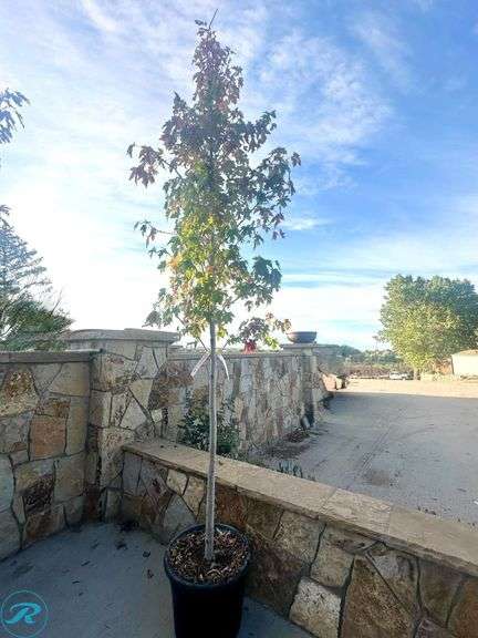Autumn Blaze Maple, 10-12' tall - Roller Auctions