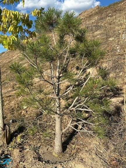 Ponderosa Pine, 6-7' tall - Roller Auctions