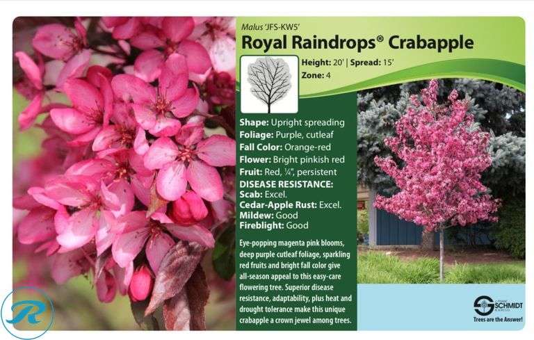 Royal Raindrops Crabapple, 7' tall 2.25" Caliper - Roller Auctions