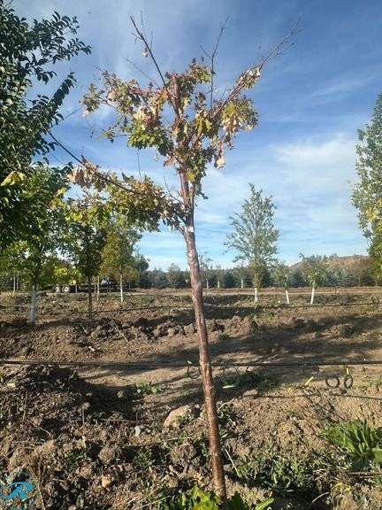 White Oak, 7-8' tall