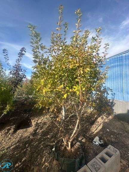 Hot Wings Maple Multi-Stem, 7-9' tall