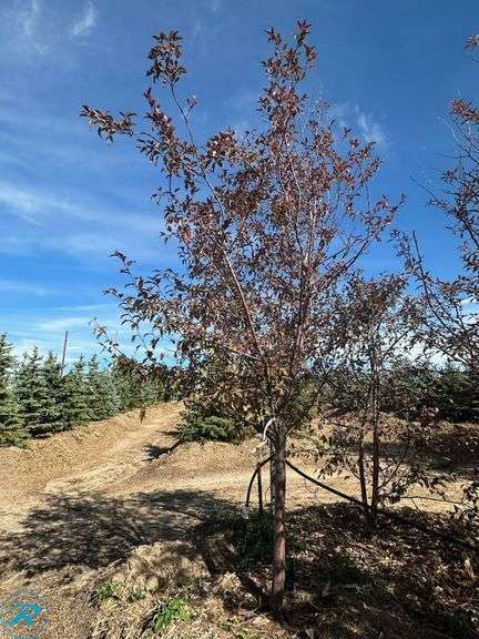 Royal Raindrops Crabapple, 10-11' tall, 3" Caliper