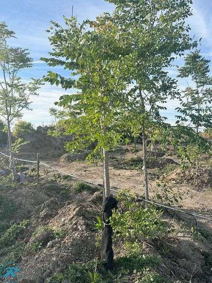 Kentucky Coffee Tree, 8-9' tall - Roller Auctions