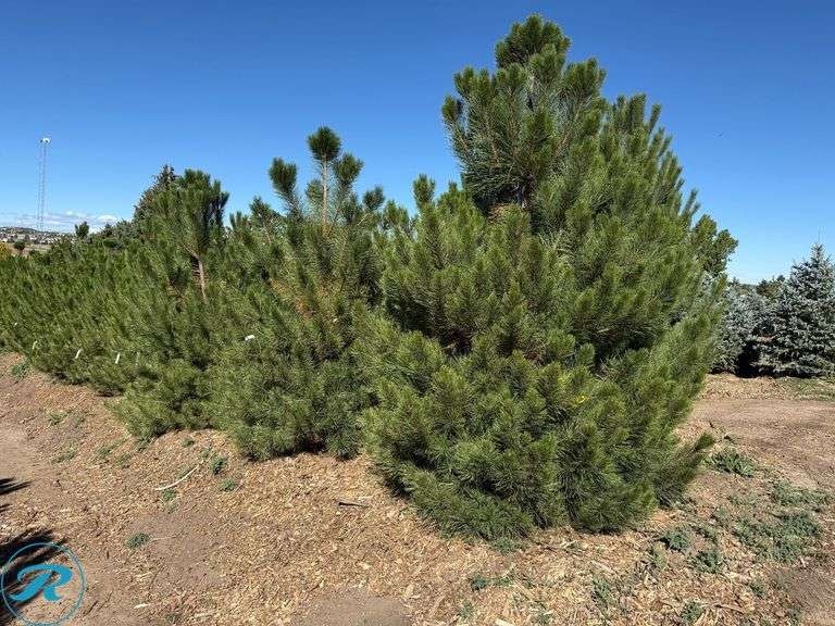 October 9, 2025 - Castlewood Gardens