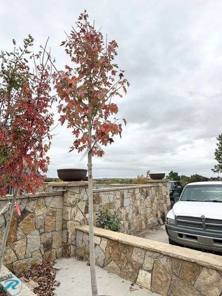Autumn Blaze Maple, 10-12' tall - Roller Auctions