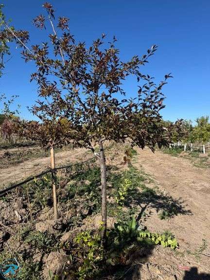 Royal Raindrops Crabapple, 7' tall 2.25" Caliper - Roller Auctions