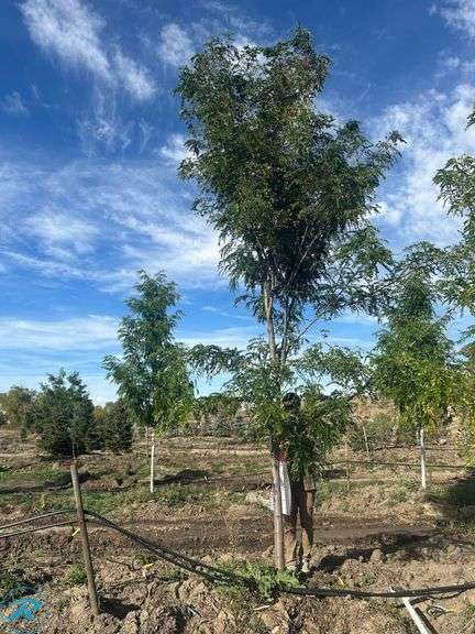 Imperial Honey Locust, 20' tall, 3.5" Caliper