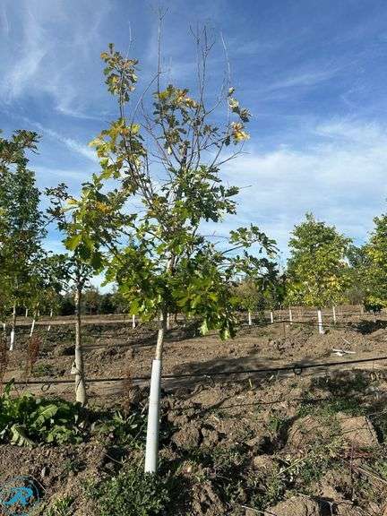 American Dream Oak, 9-10' tall
