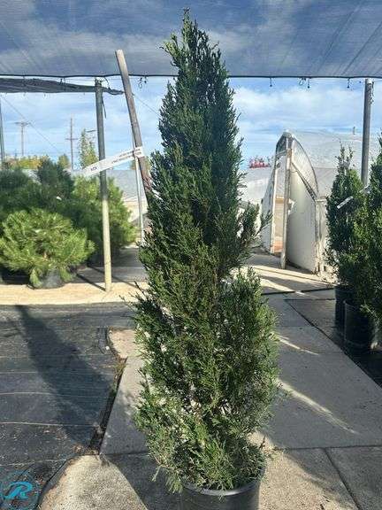 Spartan Juniper , 4' tall