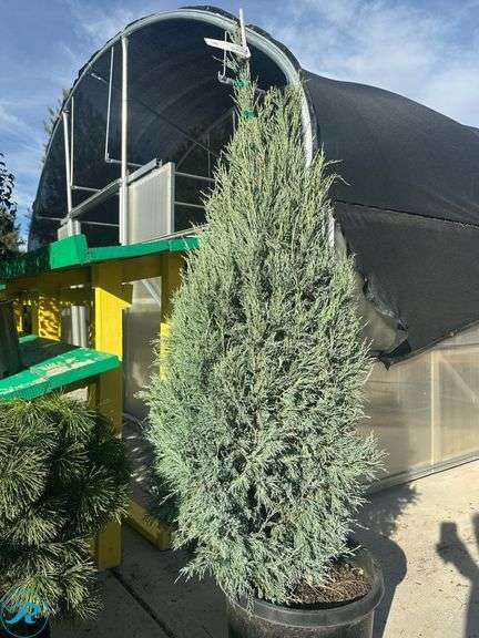Blue Arrow Juniper, 5-6' tall - Roller Auctions