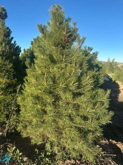 Austrian Pine, 7-8'