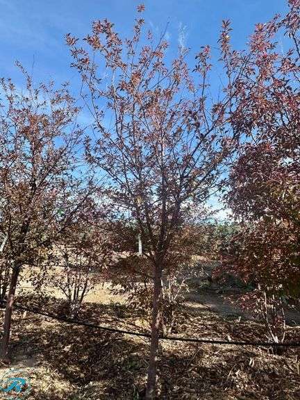 Royal Raindrops Crabapple, 9-10' tall 3" Caliper