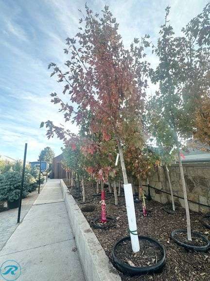 Autumn Blaze Maple, 12-13' tall, 2.25" Caliper - Roller Auctions