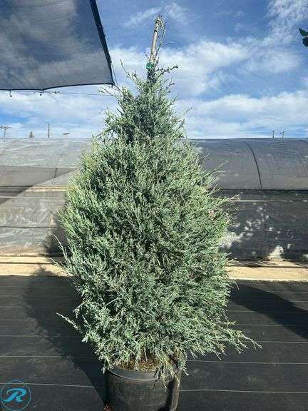 Blue Arrow Juniper, 5' tall