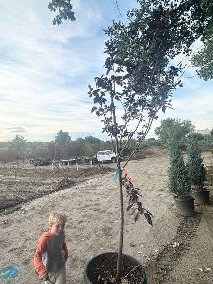 Canada Red Chokecherry, 9-10' tall - Roller Auctions