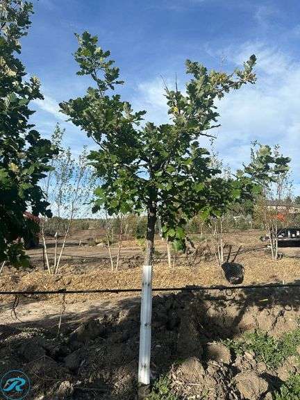 Bur Oak, 8' tall, 2.5" Caliper